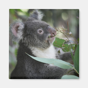 Íman Koala