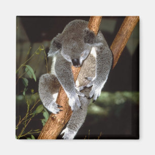 Íman koala1