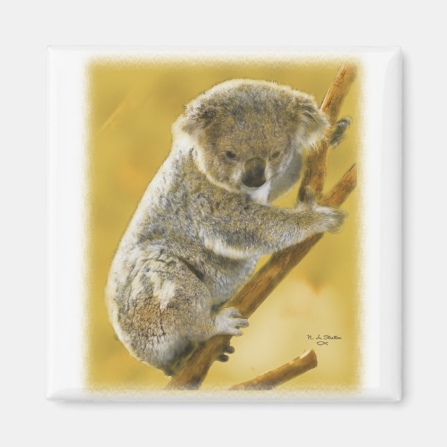 Íman Koala Bear (Frente)