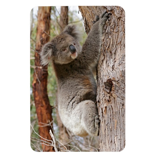 Íman Koala Bear (Vertical)