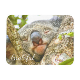 Íman Koala Bear Gratidão