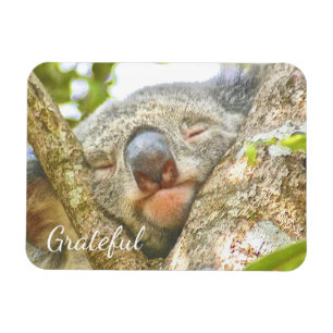 Íman Koala Bear Gratidão
