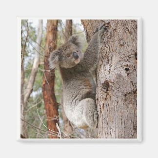 Íman Koala Bear Magnet