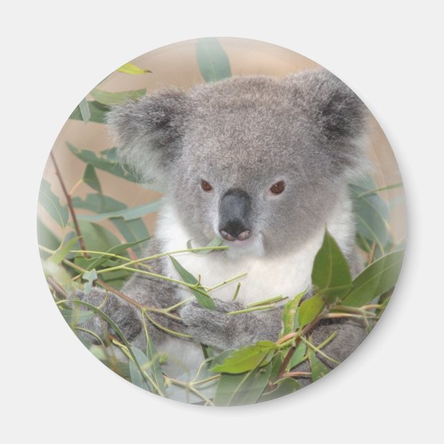 Íman Koala Bear Magnet (Frente)