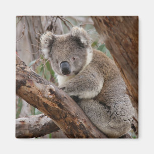 Íman Koala Bear Magnet