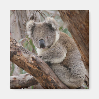 Íman Koala Bear Magnet