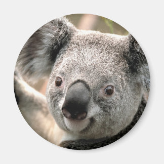 Íman Koala Bear Refrigerator Magnet