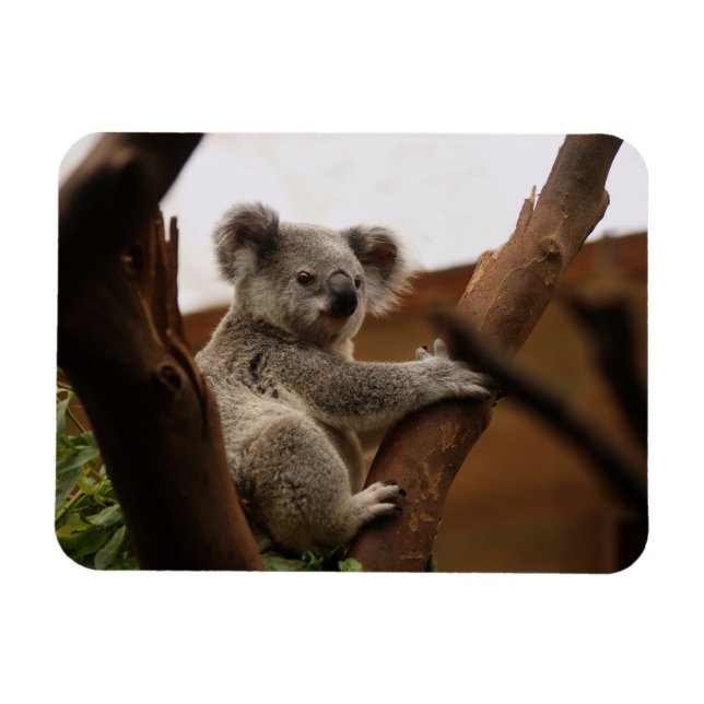 Íman Koala Bear Sentado em Árvore, Austrália (Horizontal)