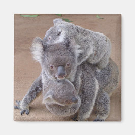 Íman Koala Bears Magnet