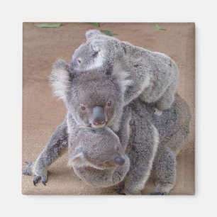 Íman Koala Bears Magnet