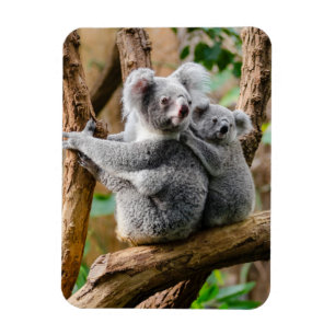 Íman Koala com bebê em árvore na Austrália
