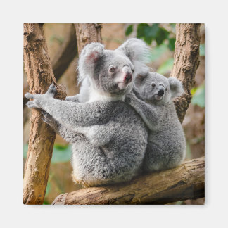 Íman Koala com bebê em árvore na Austrália