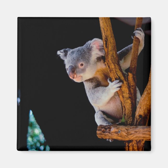 Íman Koala Cute na Cinza (Frente)