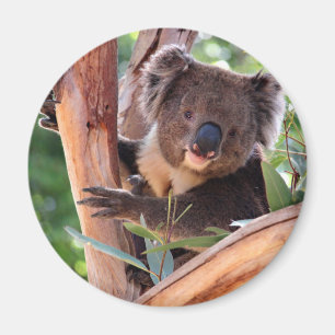 Íman Koala do Victorian