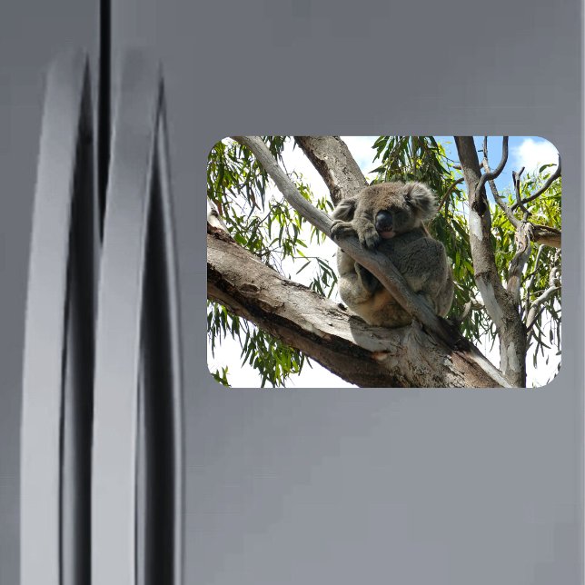 Íman Koala - Dormindo (Criador carregado)