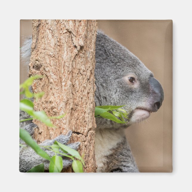 Íman Koala Headshot (Frente)
