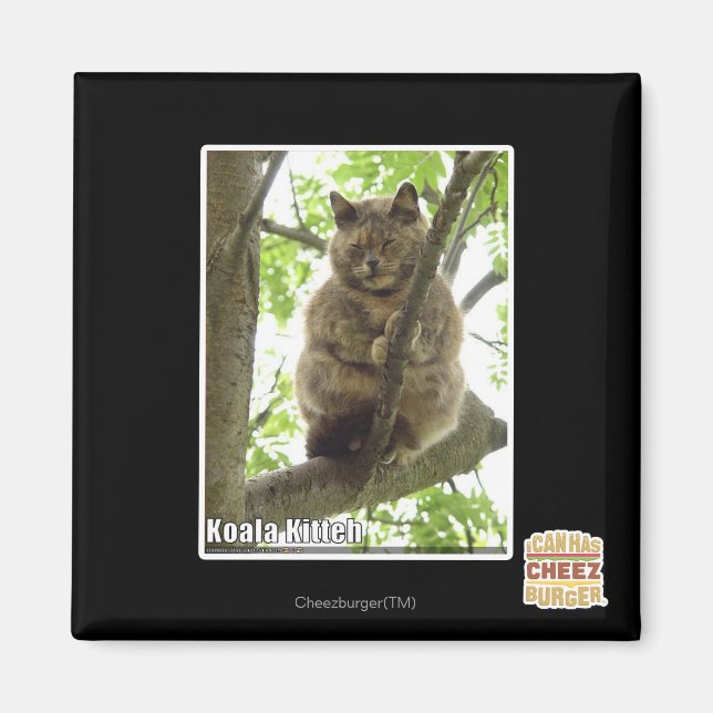 Íman Koala KITH (Frente)