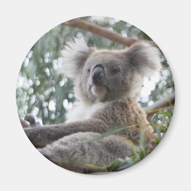 Íman Koala Magnet (Frente)
