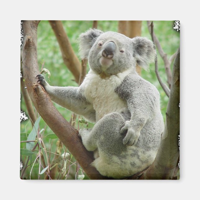 Íman Koala Magnet (Frente)