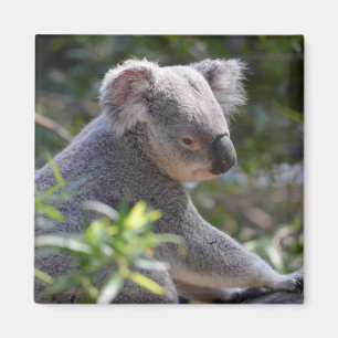 Íman Koala Magnet