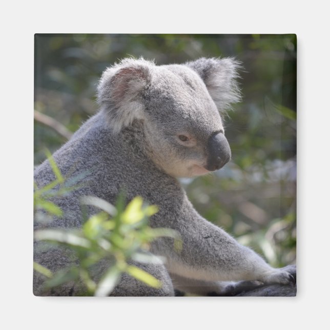 Íman Koala Magnet (Frente)