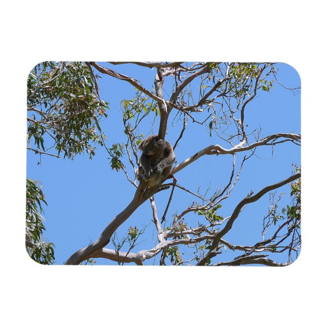 Íman Koala Nap (Horizontal)