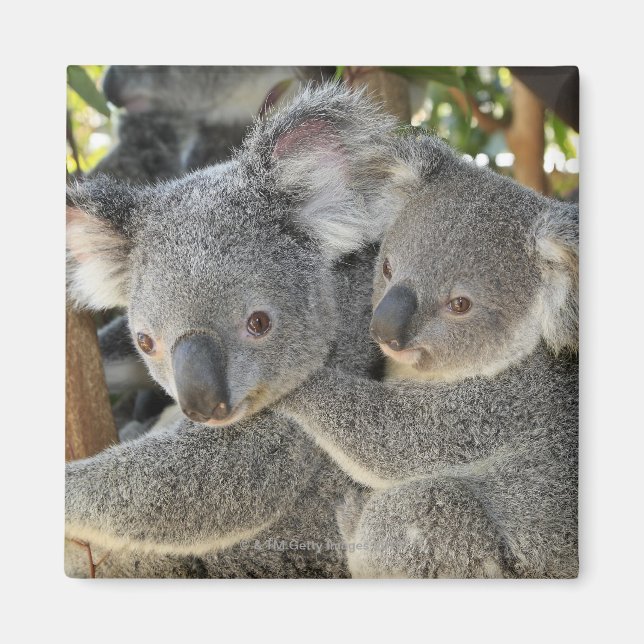 Íman Koala Phascolarctos cinereus Queensland. (Frente)