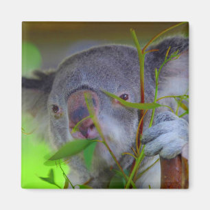 Íman Koala que come o ímã