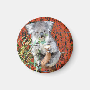 Íman Koala Snack Time Magnet