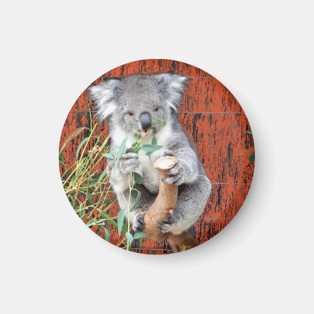 Íman Koala Snack Time Magnet (Frente)