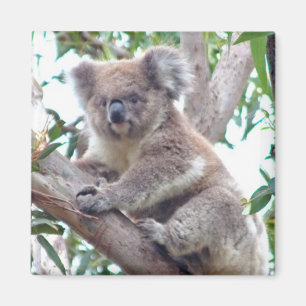 Íman Koala Square Magnet