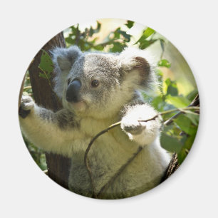 Íman Koala surpreendente bonito do bebê em uma árvore