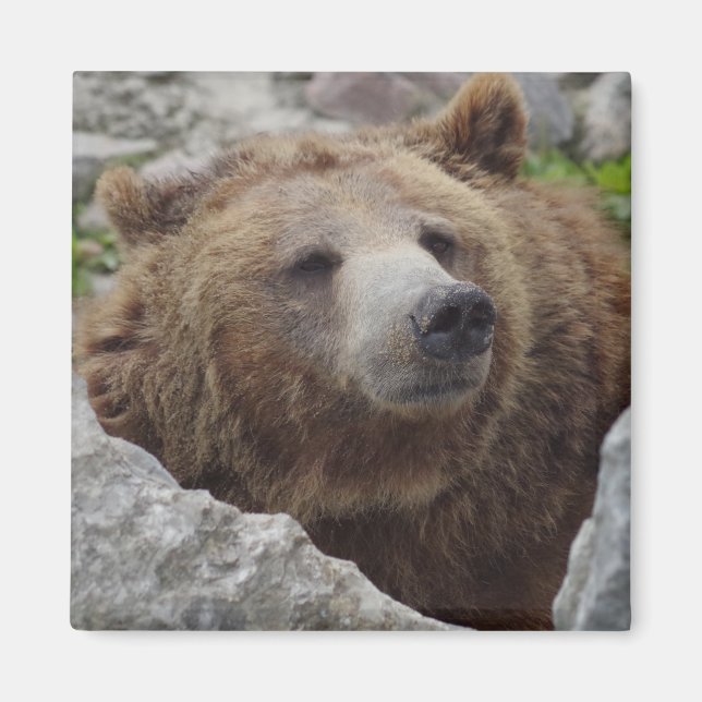 Íman Kodiak Bear (Frente)