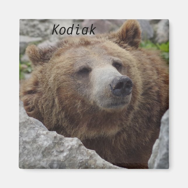 Íman Kodiak Bear (Frente)