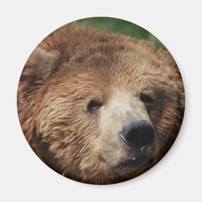 Íman Kodiak Brown Bear Magnet (Frente)