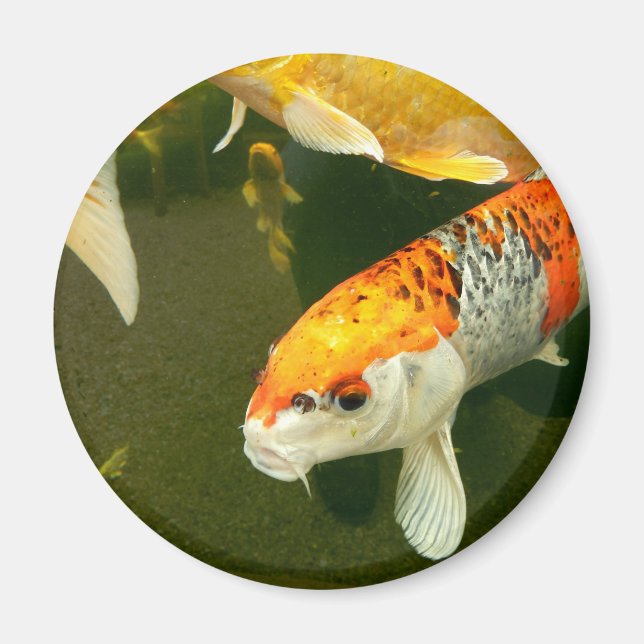 Íman Koi Carp Magnet (Frente)