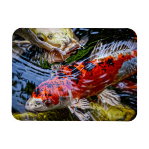 Íman Koi Fish Pond Japonês