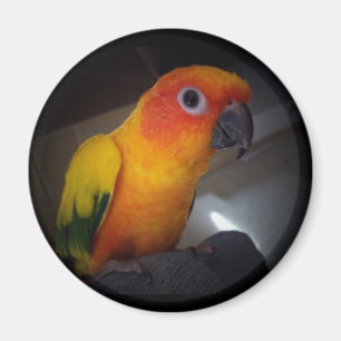 Íman kojo o conure do sol - personalizado