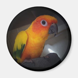 Íman kojo the sun conure - Personalizado