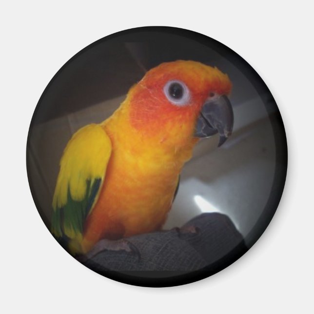 Íman kojo the sun conure - Personalizado (Frente)