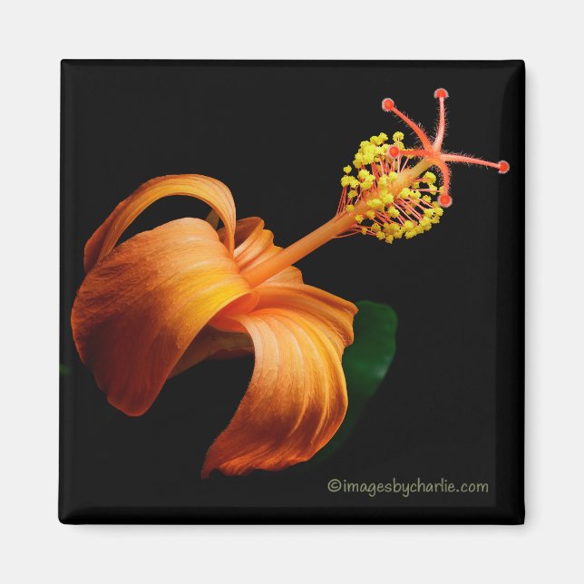 Íman Kokio Native Hawaiian Hibiscus Flower Magnet (Frente)