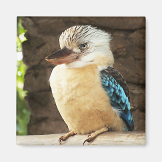 Íman Kookaburra