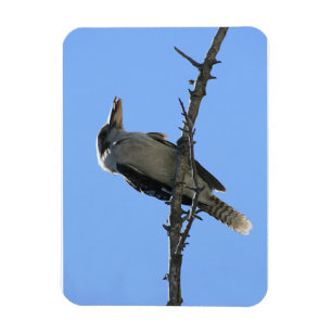 Íman Kookaburra