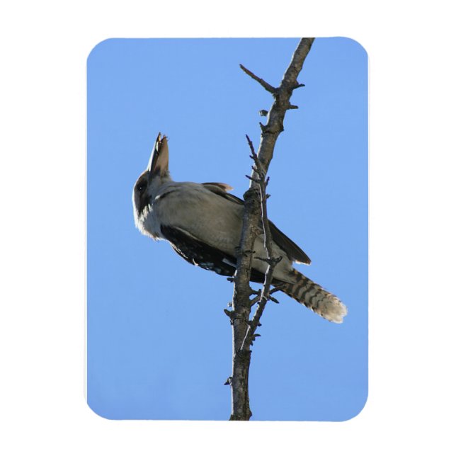 Íman Kookaburra (Vertical)