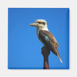 Íman kookaburra