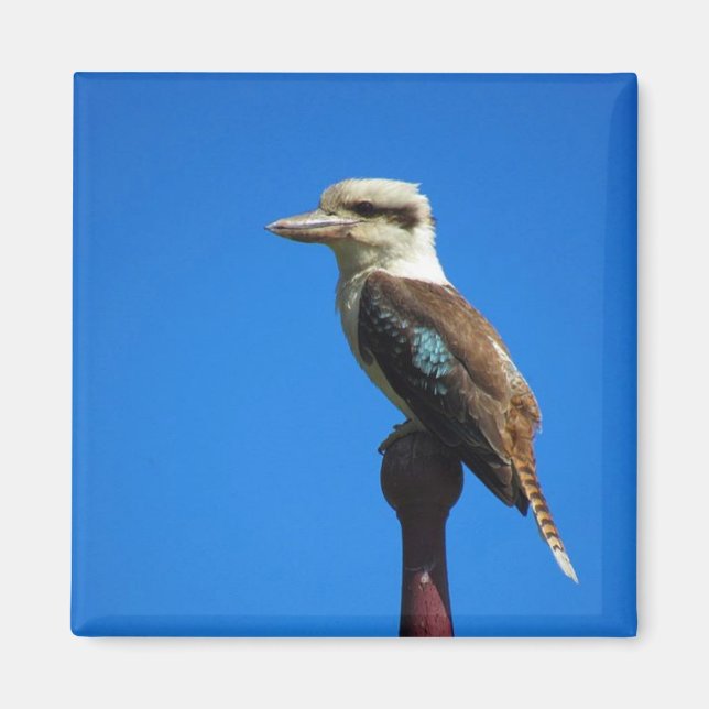 Íman kookaburra (Frente)