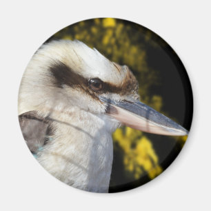 Íman Kookaburra, Amarelo azul australiano,
