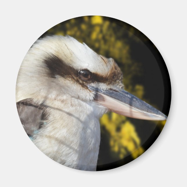 Íman Kookaburra, Amarelo azul australiano, (Frente)