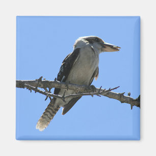 Íman Kookaburra australiano
