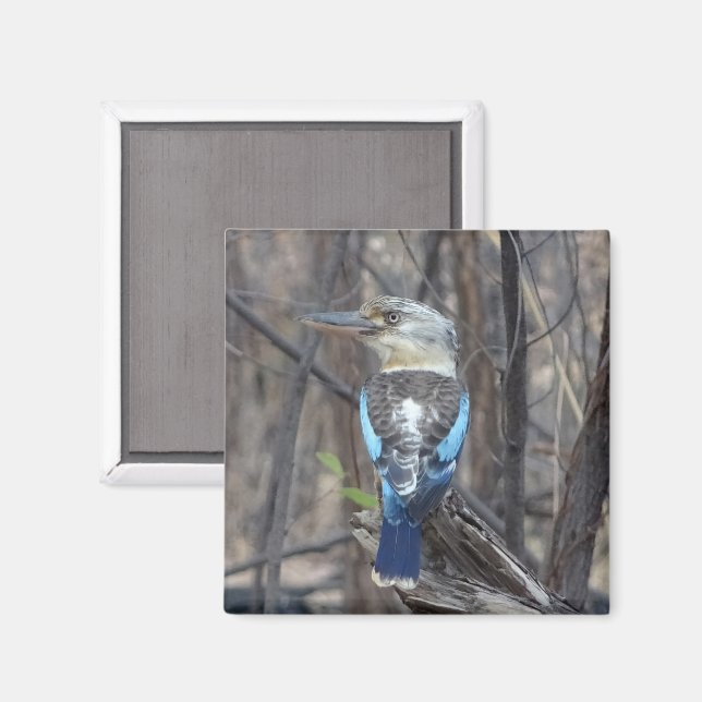 Íman Kookaburra Bird (Front/Back)